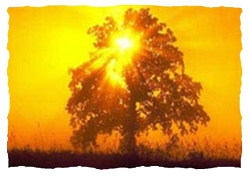 Tree with sun